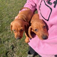 Cuccioli di bassotto tedesco nano