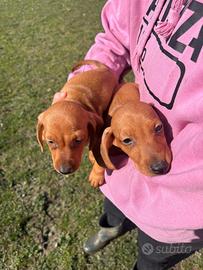 Cuccioli di bassotto tedesco nano