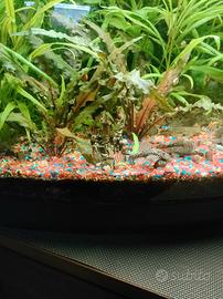 Ancistrus
