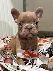 Bulldog francese isabella