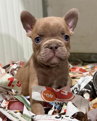 Bulldog francese isabella