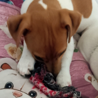 Femminuccia Jack Russell terrier