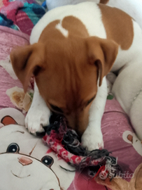 Femminuccia Jack Russell terrier