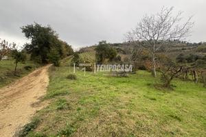 TERRENO AGRICOLO IN ZONA TRANQUILLA