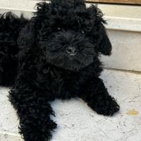 Barboncino toy 3 mesi maschio e femmina