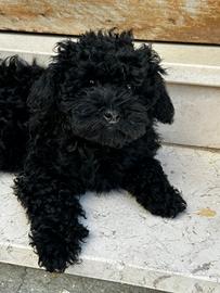 Barboncino toy 3 mesi maschio e femmina