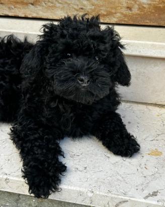 Barboncino toy 3 mesi maschio e femmina