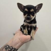 Chihuahua Mini toy cucciole femmine