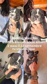 Bulldog francese Maschio esotico Blu