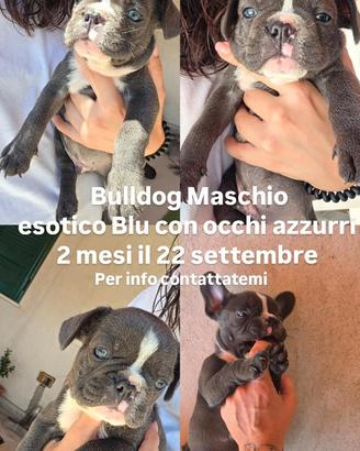 Bulldog francese Maschio esotico Blu