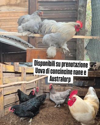 Galline