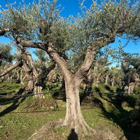 Piante di ulivo per il giardino