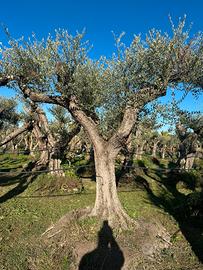 Piante di ulivo per il giardino