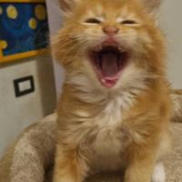 Mainecoon pedigree ANFI