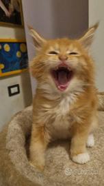 Mainecoon pedigree ANFI