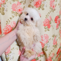 Maltese Maschio Cucciolo 2 mesi Vaccinato