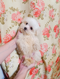 Maltese Maschio Cucciolo 2 mesi Vaccinato