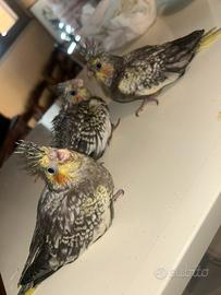 Calopsite da imbecco