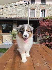 Cuccioli pastore australiano allevamento