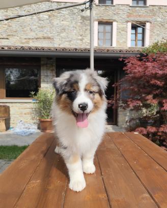Cuccioli pastore australiano allevamento