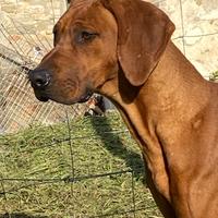 Rhodesian Ridgeback con pedigree Enci