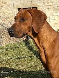 Rhodesian Ridgeback con pedigree Enci