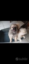 Pomerania nano