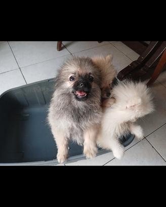 Pomerania nano