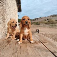 Cuccioli segugio maremmano