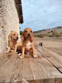 Cuccioli segugio maremmano
