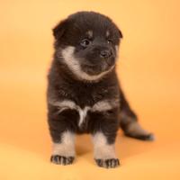 Shiba Inu maschio nerofocato