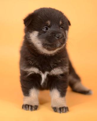 Shiba Inu maschio nerofocato