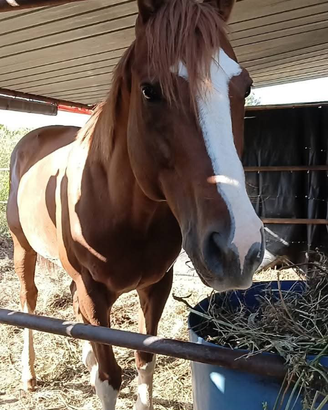 Cavallo
