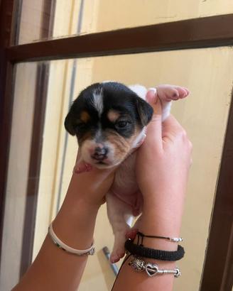 Cuccioli dolcissimi nati da due settimane