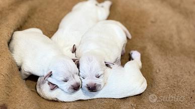 Schnauzer Nano Bianco