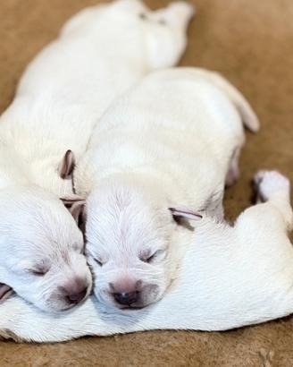 Schnauzer Nano Bianco