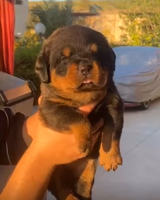 Rottweiler