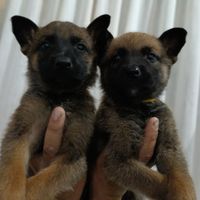 Cuccioli di malinois maschi e femmine