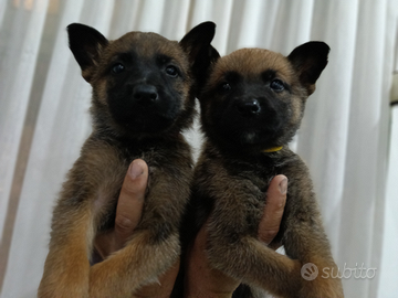 Cuccioli di malinois maschi e femmine