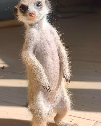 Baby suricato