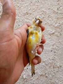 uccelli