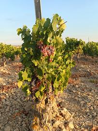 Vigneto Cannonau DOC 1.28 ha Serdiana