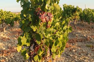 Vigneto Cannonau DOC 1.28 ha Serdiana