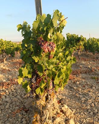 Vigneto Cannonau DOC 1.28 ha Serdiana