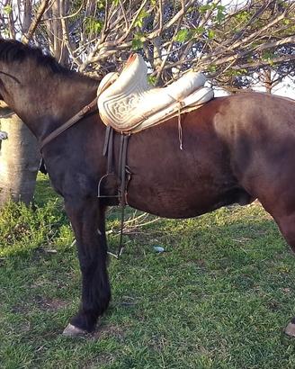 Cavallo