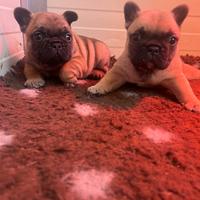 Bulldog francese pedigree ENCI