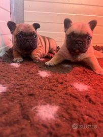 Bulldog francese pedigree ENCI