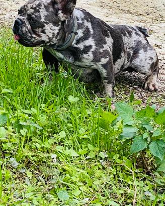 Stallone blu merle
