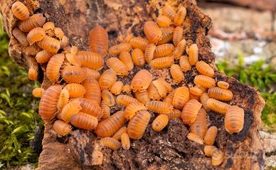 Cubaris murina "mandarin" / isopodi 