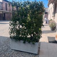 Fioriere in cemento con piante